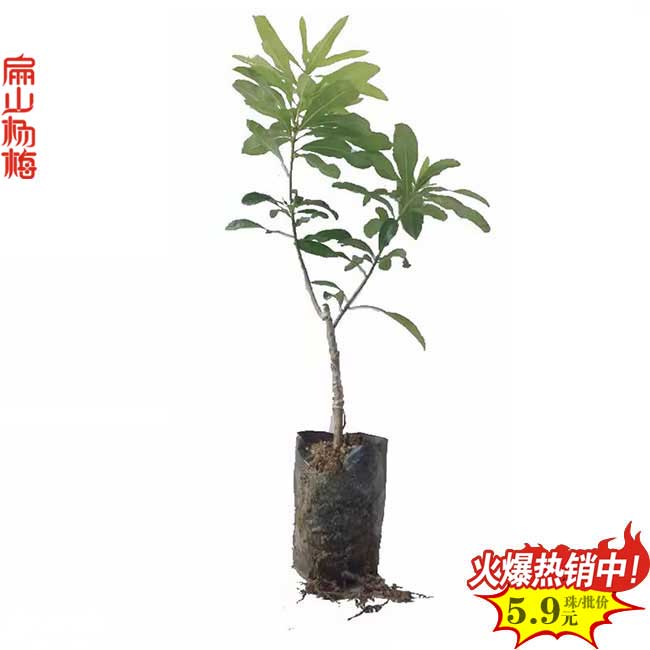 矮化早熟 深圳晚熟楊梅苗批發(fā)價(jià)格多少一顆 深圳楊梅9元/珠