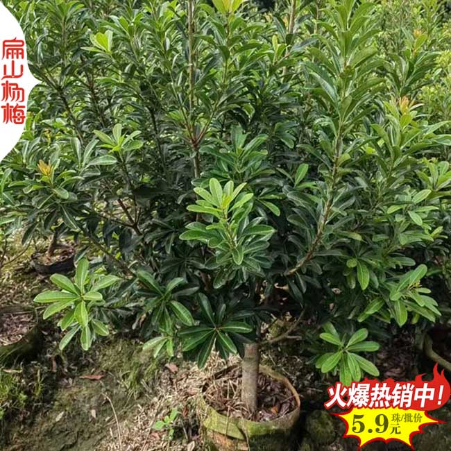陽泉楊梅小杯苗批發(fā)
