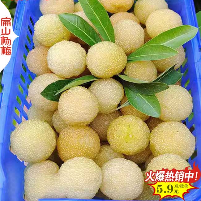 泉州水晶楊梅