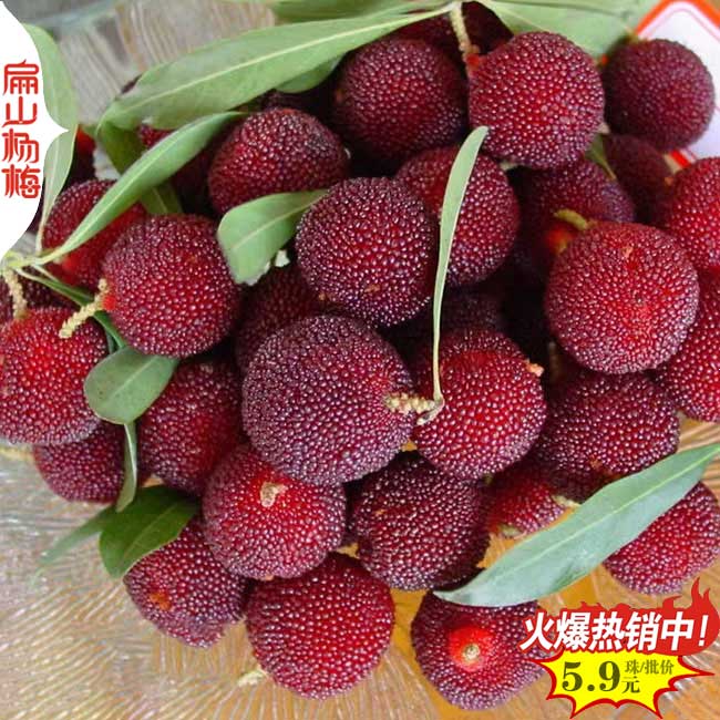 湖南早熟楊梅苗批發(fā)