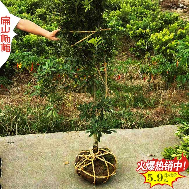 漳州東魁楊梅苗 晚熟安海王子特早熟 2025產(chǎn)地價格大揭秘
