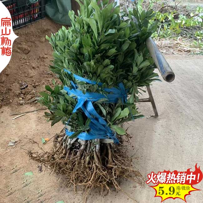 懷化楊梅裸根苗