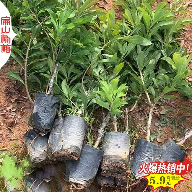 靖州楊梅小杯苗