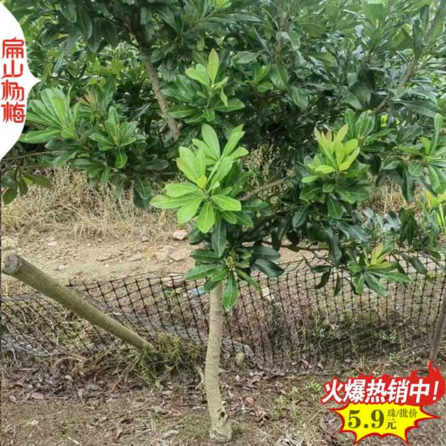江蘇BG公司 常州水晶東魁永樹冠楊梅樹苗培育生產基地6元