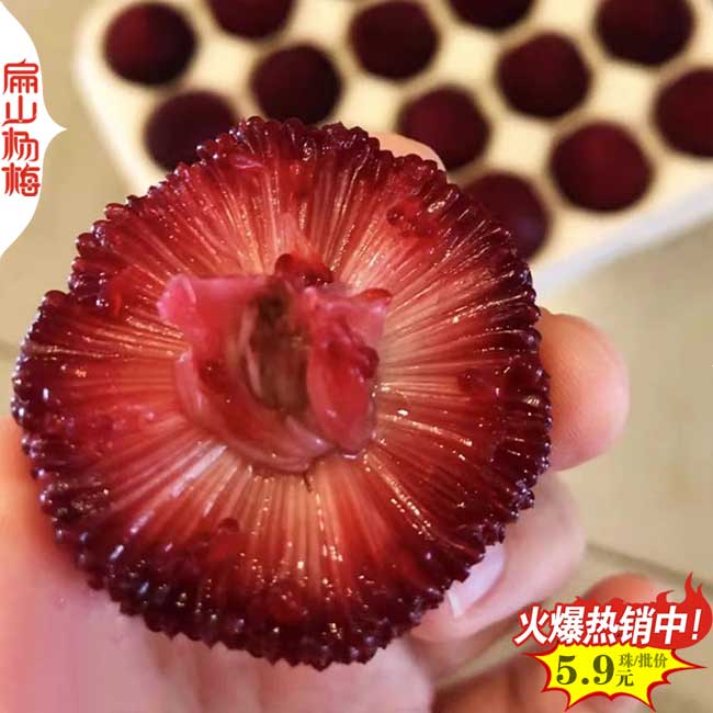 金華2號(hào)楊梅苗