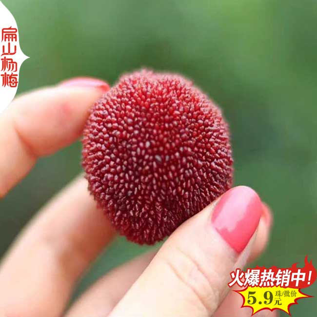 咸寧東魁楊梅苗批發(fā)