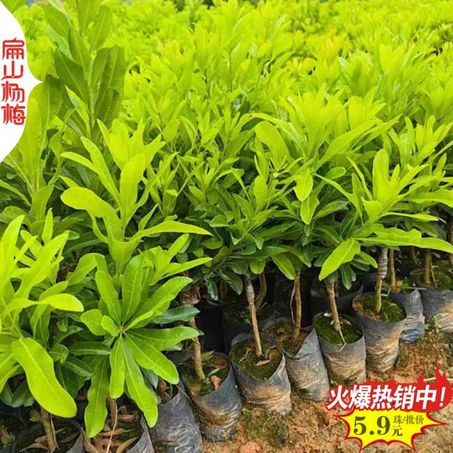 扁山隨州3年水晶楊梅苗 1公分中科油茶苗批發(fā) 好價(jià)格30-60CM