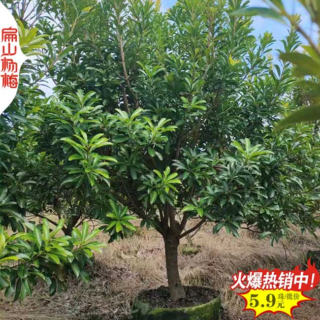 永樹冠楊梅果實(shí)