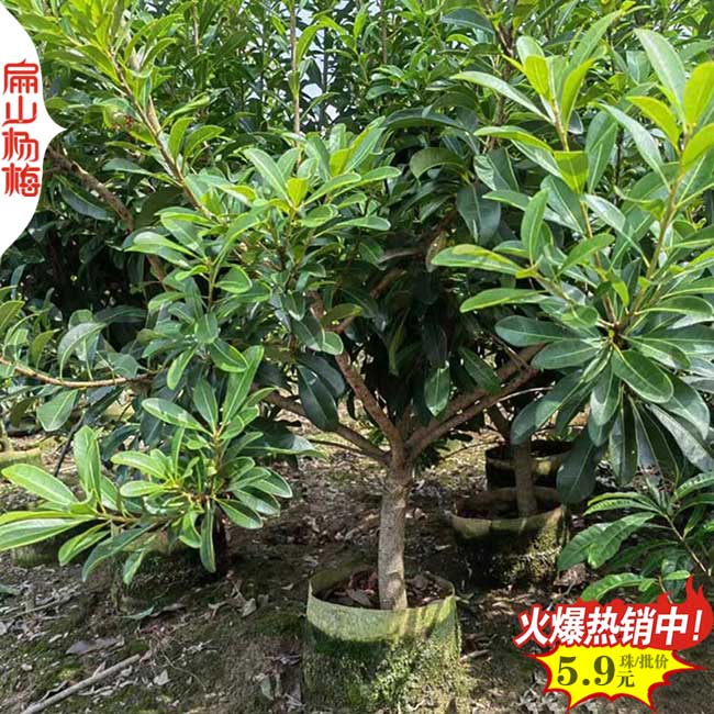 2-5年福建永樹(shù)冠楊梅苗多少錢(qián)一棵 浙江東魁黑高峰白楊梅樹(shù)苗