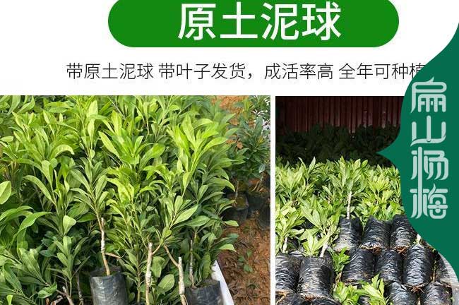 三明尤溪楊梅苗 三明水晶東魁黑高峰小杯苗營(yíng)養(yǎng)袋裝苗50CM起