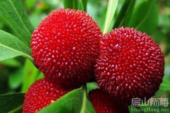 大北海賣楊梅苗培育基地批發(fā) 適合種植港銀海合浦海城2元