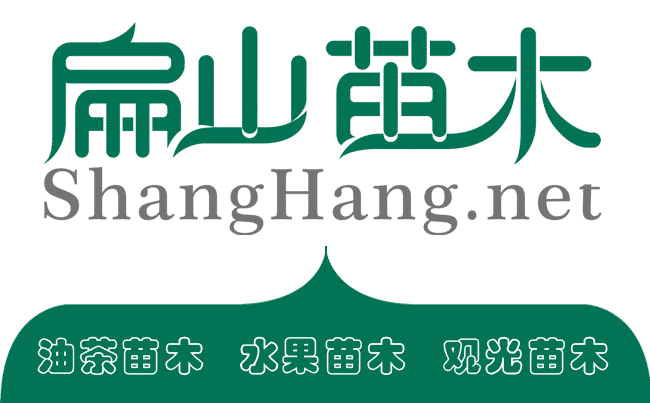 扁山苗木基地