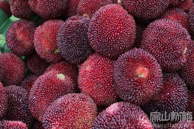 黑炭楊梅批發(fā)