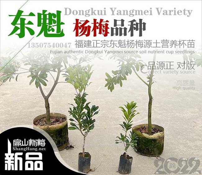 黑晶 賣珠海東魁楊梅苗批發(fā) 珠海黑魁水晶楊梅苗價 16元/顆
