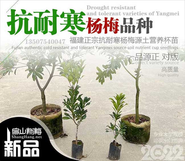 云浮抗耐寒楊梅苗