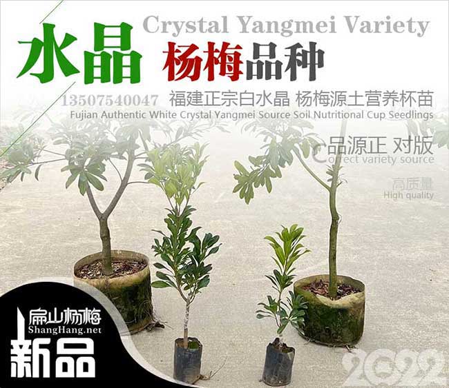 湖南水晶楊梅苗批發(fā)