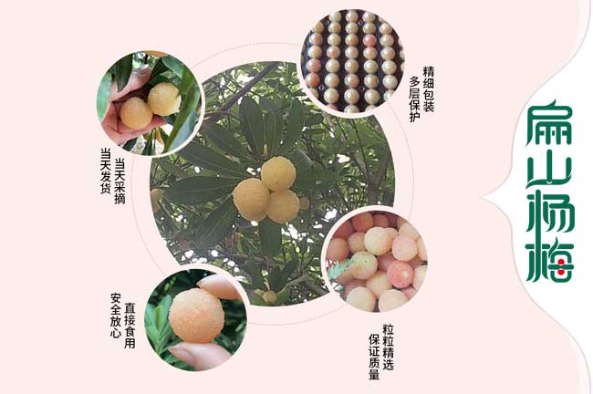 連云港楊梅收購(gòu)