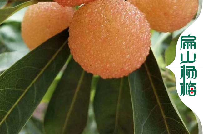 鹽城標(biāo)準(zhǔn)化水晶.永樹冠種苗批發(fā) 鹽城楊梅苗培育基地 9元一珠