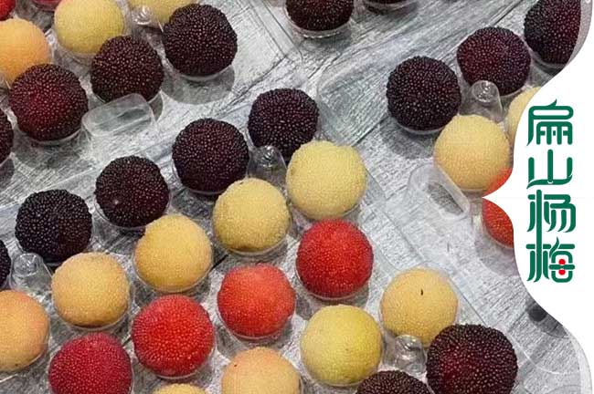 [1號紹興二都白楊梅苗批發(fā)]紹興永樹冠烏酥楊梅歡迎您6元/珠