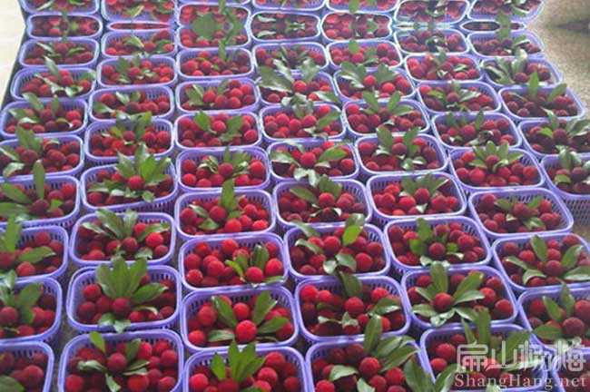 10大楊梅苗品種