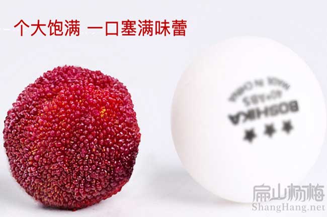烏梅苗湖北黑高峰楊梅苗批發(fā) 湖北水晶楊梅苗基地價(jià)格 地徑1-3公分