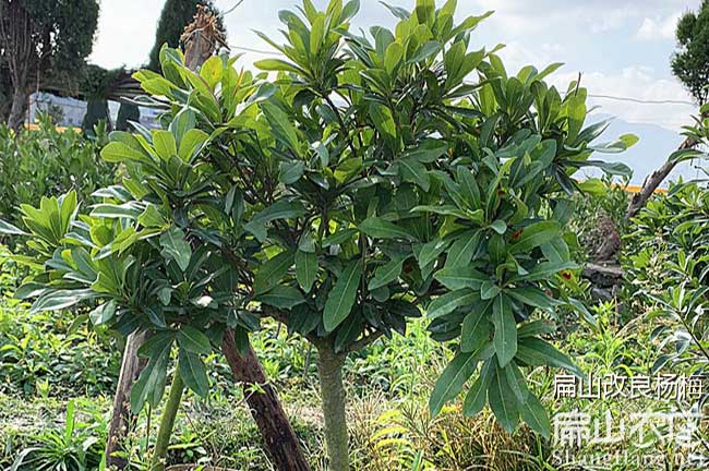 中國(guó)楊梅種植基地