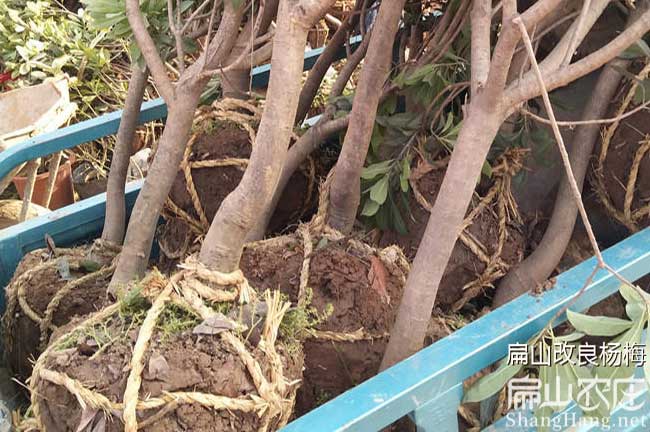 金華楊梅苗批發(fā)