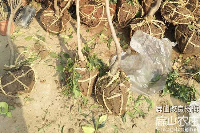 廈門(mén)楊梅苗培育