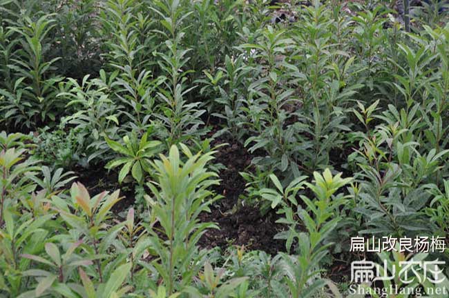 熊山楊梅樹批發(fā)