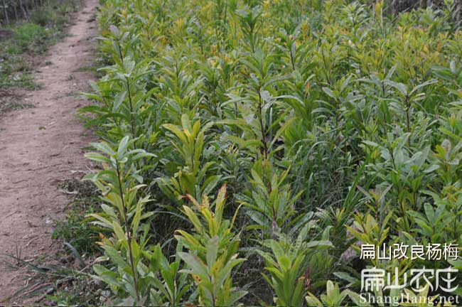 中國(guó)楊梅苗批發(fā)