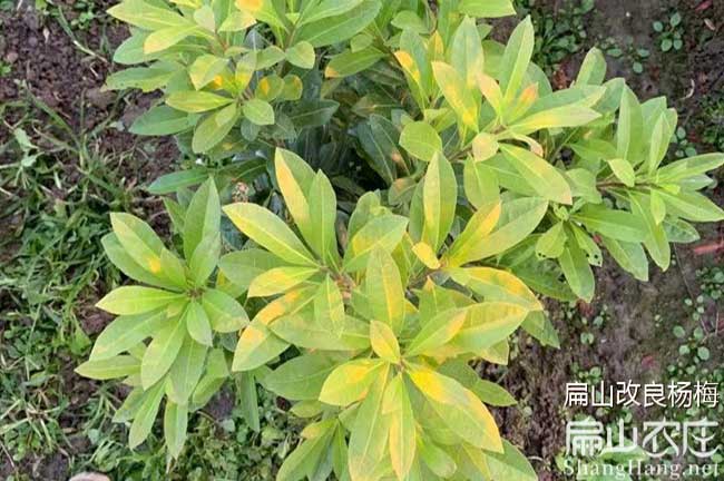 長(zhǎng)沙縣楊梅苗批發(fā)