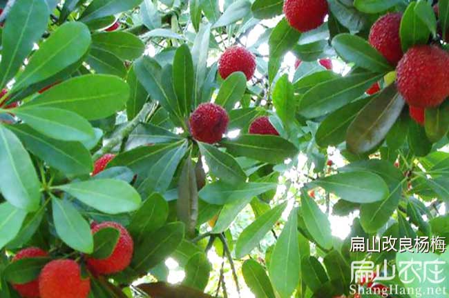 Y岳陽楊梅苗批發(fā) 岳陽楊梅苗批發(fā)云溪君山湘陰-扁山油茶