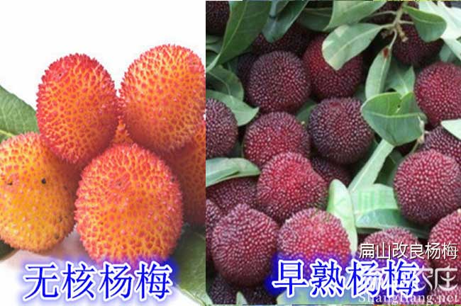 長(zhǎng)沙無(wú)核楊梅苗批發(fā)