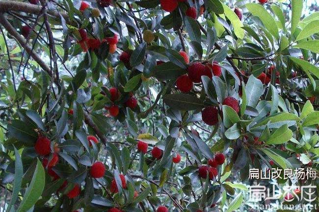 福州楊梅苗