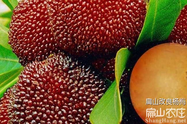 畢節(jié)楊梅種植
