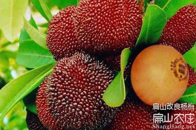 雨湖大楊梅苗