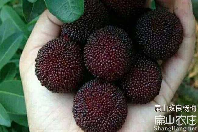 凱里楊梅種植