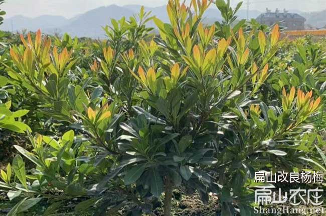 揭陽楊梅樹苗批發(fā)