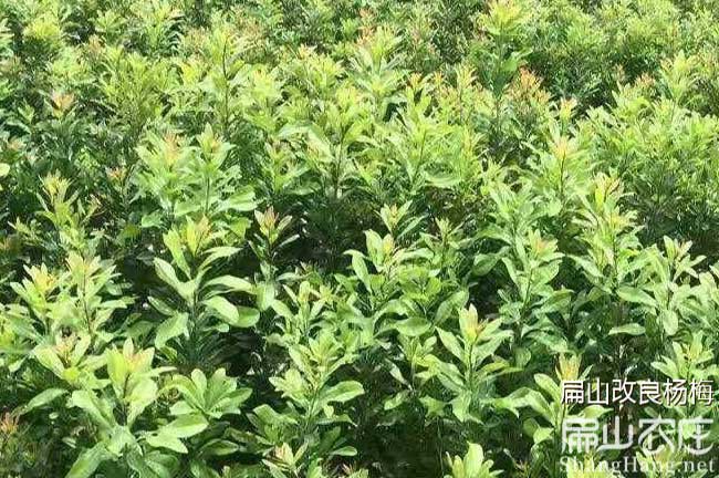 貴陽楊梅種植