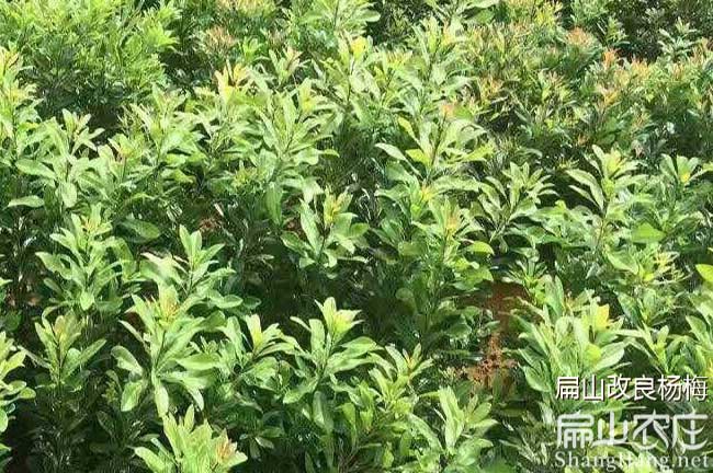 沅陵?yáng)|魁楊梅苗
