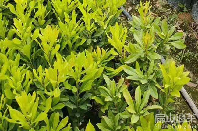 廣西東魁楊梅苗批發(fā)