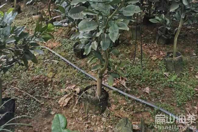 福州橘子樹苗批發(fā)