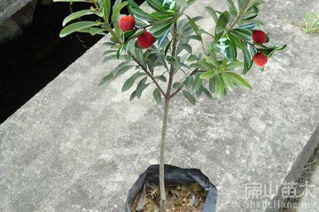城步已掛果楊梅苗