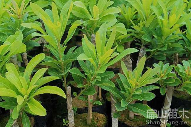 陜西寶雞荸薺烏梅大黑炭東魁無(wú)核西貢水靈楊梅苗批發(fā)-扁山楊梅