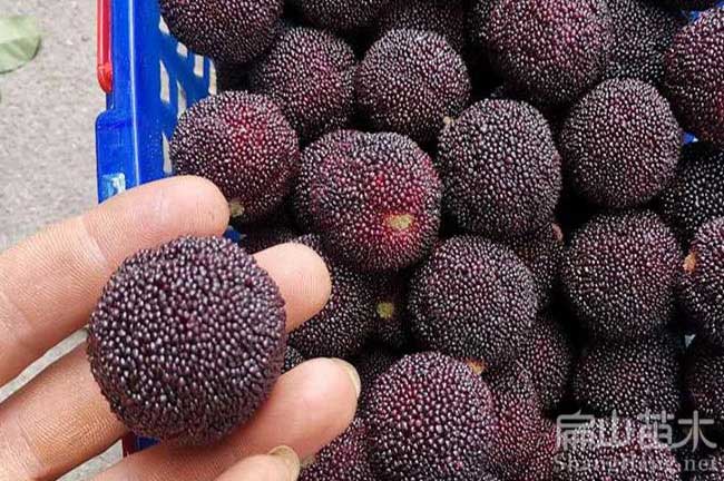 楊梅苗培育品種 漢中大黑高峰早熟無(wú)核價(jià)格9元/珠-扁山