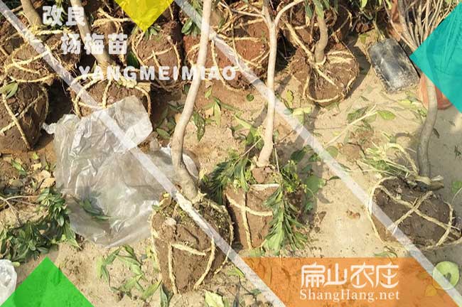 廣東楊梅中杯苗批發(fā)