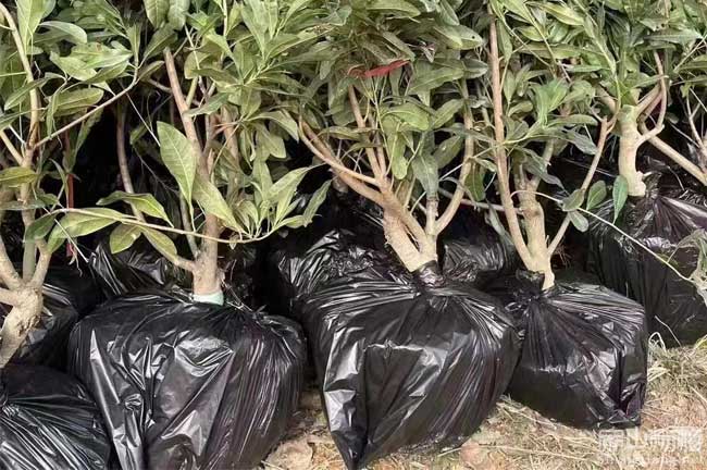 1年楊梅苗 2年陽(yáng)江3-5公分嫁接?xùn)|魁水晶楊梅杯苗68元-扁山楊梅