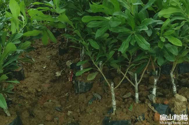 小楊梅樹種植