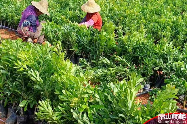 廈門大楊梅苗