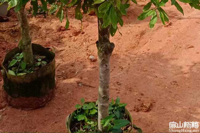 楊梅種植